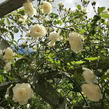 Apartment Hus Ved Skov Ejby (Middelfart)