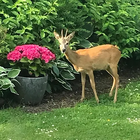 Apartment Hus Ved Skov *