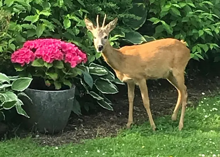 Apartmán Hus Ved Skov *